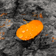 Illustration for article titled 76 Stunning Photos Of Fall Leaves